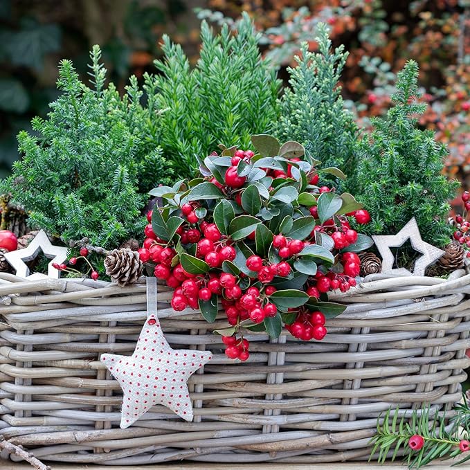 Outsidepride Wintergreen Seeds - 1000 Pcs. Perennial, Cold-Tolerant & Low Maintenance, Ground Cover Seeds for Planting Sweet, White Bell-Shaped Blooms for Versatile Uses & Pollinator Gardens