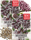 Seed Needs Pink Milkweed Seeds for Planting Common Asclepias syriaca - Heirloom & Open Pollinated Perennial Flower Seed to Plant a Monarch Butterfly Garden (2 Packs)