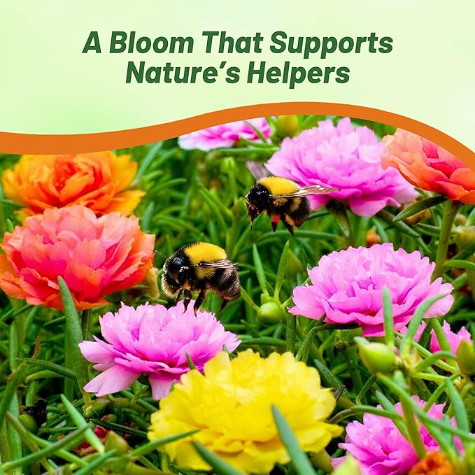 Outsidepride Mixed Moss Rose Seeds - 10000 Pcs Annual, Drought & Heat Tolerant, Pollinator Friendly Ground Cover Seeds for Planting w/Vibrant Blooms & Succulent Foliage, Ideal for Xeriscaping