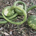 Dipper - Extra Long Handle Gourd Seeds - 1 Oz ~840 Seeds - Non-GMO, Heirloom - Vegetable Garden - Lagenaria siceraria