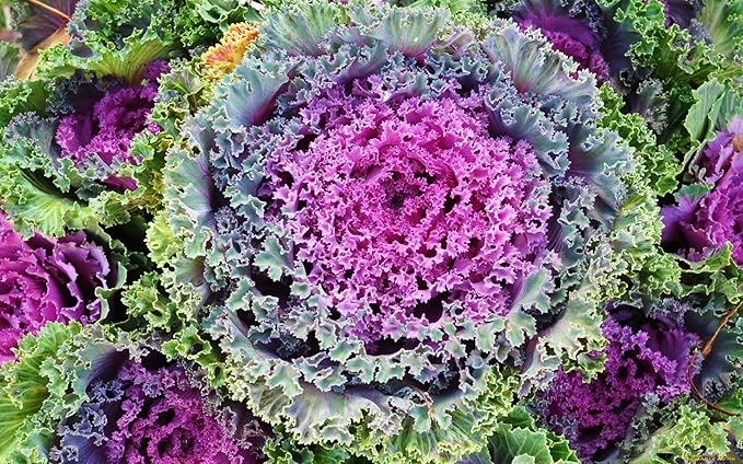 Seeds Vegetable Flowering Kale Mix (Ornamental Cabbage) Fringed - 50-100 Seeds