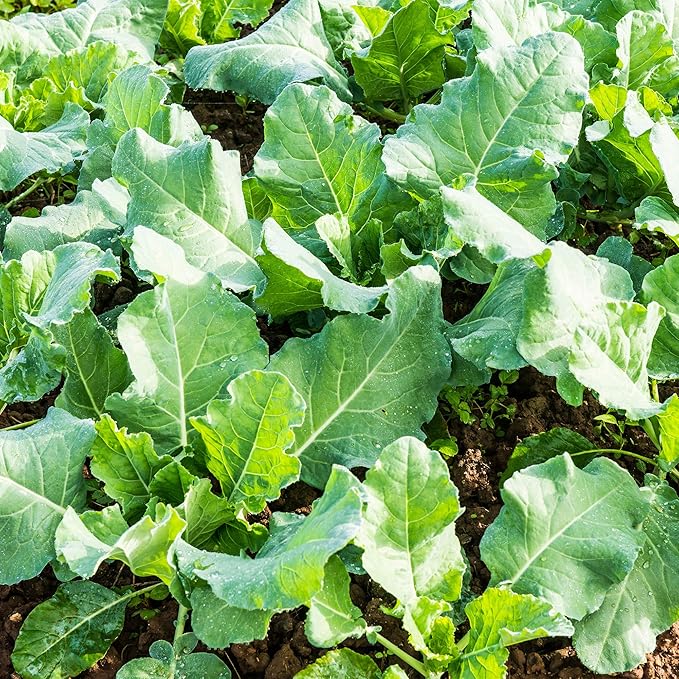 Kale Garden Seeds - Premier - 2 g Packet ~500 Seeds - Non-GMO, Heirloom Vegetable Gardening, Microgreens & Sprouts Seeds