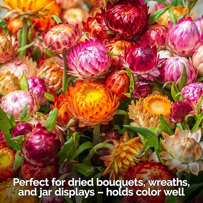 KVITER 3,000 Tall Mix Strawflower Seeds for Planting (Xerochrysum/Helichrysum Bracteatum), 2 Pack — Golden Everlasting Flower, Paper Daisy — Ideal Organic, Heirloom Cut Flower Seeds to Plant Outside