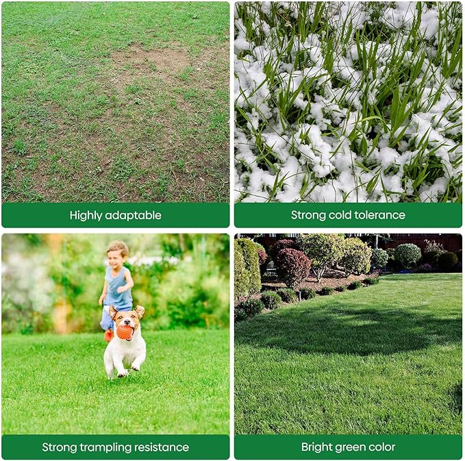Groundio Winter Rye Seeds, 3lbs Non-GMO Cover Crop Seeds, Annual Secale Cereale to Plant for Lawn Alternative, Rye Grass Seed Grown in The USA