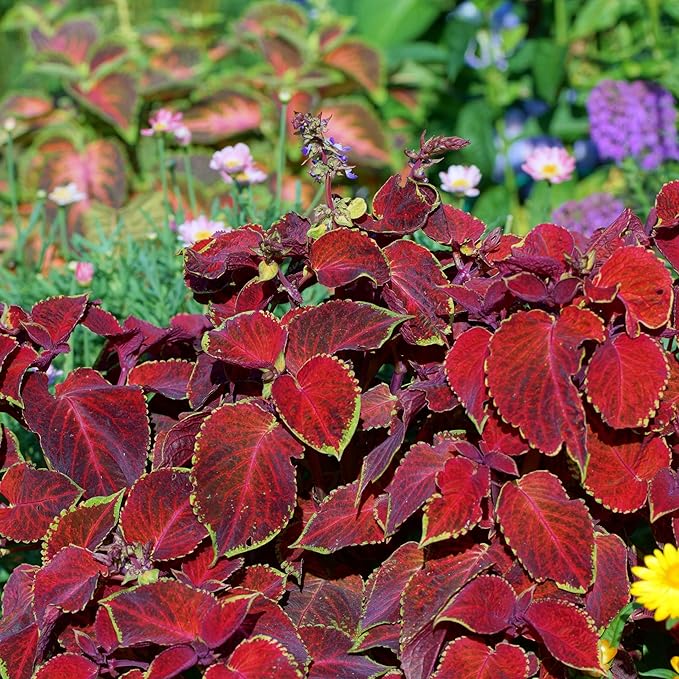Park Seed Giant Exhibition Complete Mix Coleus Seeds, Large Multi-Colored Foliage on Compact Plants, Classic Victorian Houseplant or Shade Garden Accent, Pack of 20