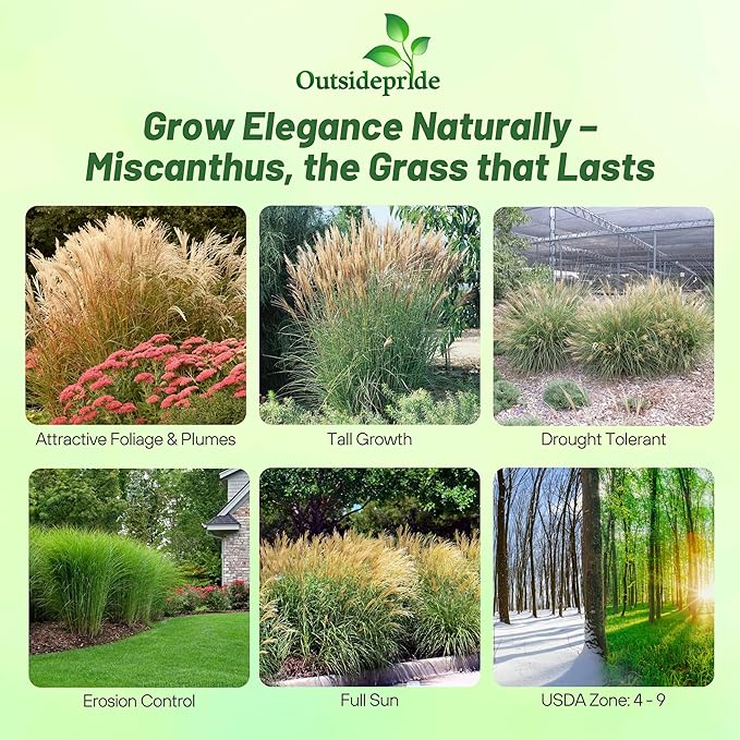 Outsidepride Chinese Miscanthus Sinensis Seeds - 500 Pcs. Perennial, Drought & Heat Tolerant, Chinese Silver Ornamental Grass, Tall Growth, Low Maintenance for Landscaping & Privacy Screens