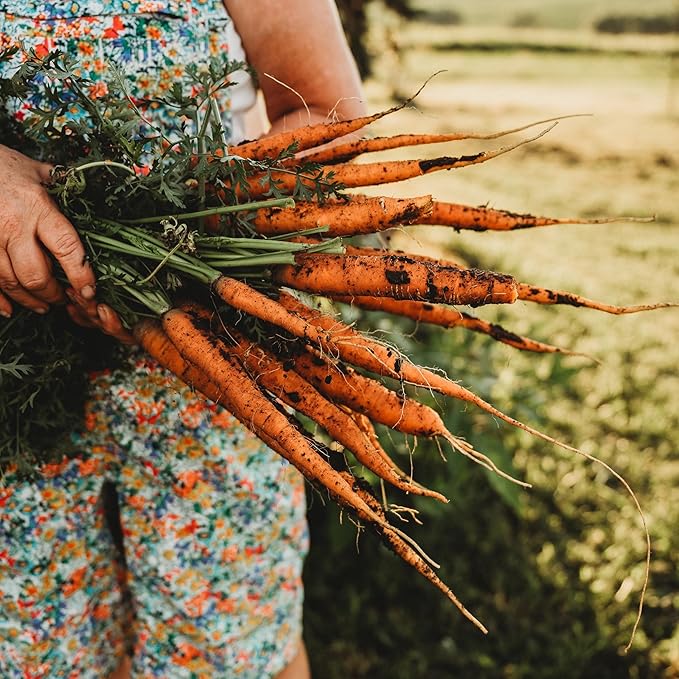 Imperator 58 Carrot - 150 Seeds - Heirloom & Open-Pollinated Variety, Non-GMO Vegetable Seeds for Planting Indoors or Outdoors in Containers or The Home Garden, Thresh Seed Company