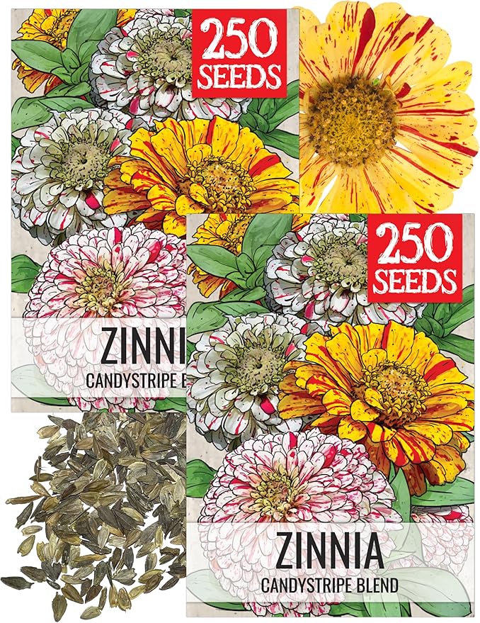Seed Needs Zinnia Seeds for Planting Candy Stripe Zinnias - Heirloom & Open Pollinated Annual Cut Flowers - Perfect to Attract Pollinators to a Butterfly Garden (2 Packs)