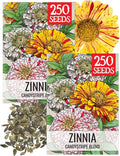 Seed Needs Zinnia Seeds for Planting Candy Stripe Zinnias - Heirloom & Open Pollinated Annual Cut Flowers - Perfect to Attract Pollinators to a Butterfly Garden (2 Packs)