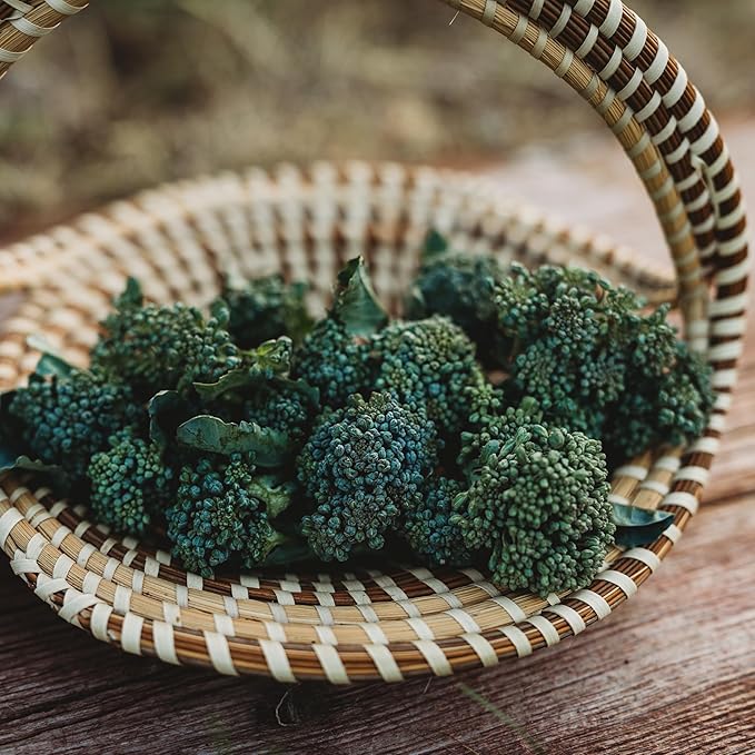 Di Cicco Broccoli (De Cicco)- 100 Seeds - Heirloom & Open-Pollinated Variety, USA-Grown, Non-GMO Vegetable Seeds for Planting Outdoors in The Home Garden, Thresh Seed Company