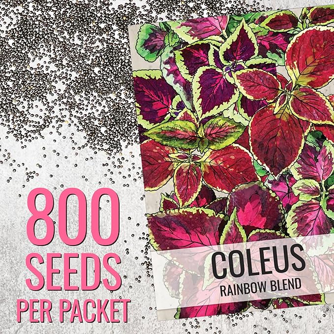 Seed Needs Coleus Seeds for Planting Rainbow Painted Nettle - Heirloom & Open Pollinated Mixed Flower Seed to Grow an Outdoor Butterfly Garden to Attract Pollinators (5 Packs)