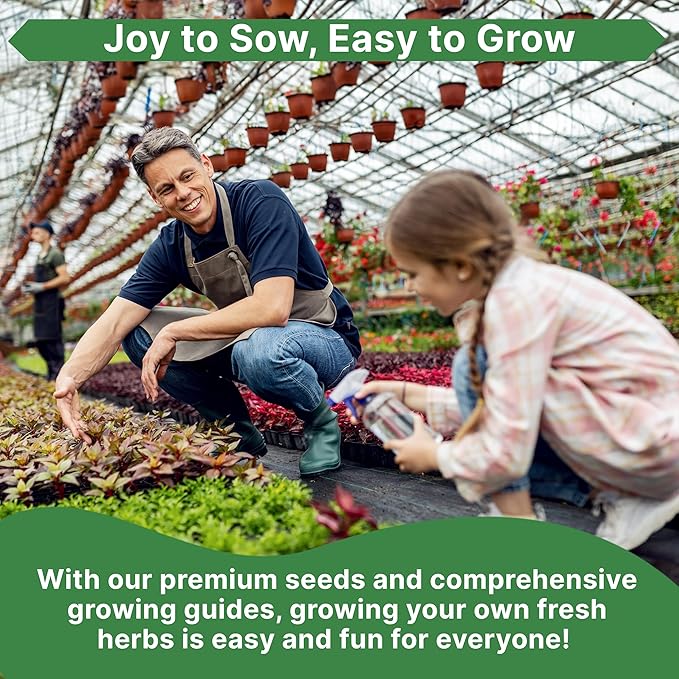 Organo Republic Italian Parsley Seeds Pack 5G - Over 2,000 Non-GMO Heirloom Parsley Seeds for Planting Herbs in Individual Seed Packet, Herbs Seeds for Planting Home Garden Indoor & Outdoor Gardening