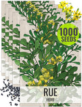 Seed Needs Rue Seeds for Planting Medicinal Herbs - Non-GMO Heirloom & Untreated Perennial Herb Seed to Plant a Home Grown Garden Indoors or Outdoors (5 Packs)