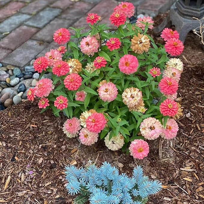 50 Mixed Color Zinnia Seeds – Vibrant Annual Garden Flowers, Easy-to-Grow Heirloom Blooms for Cut Flowers and Bouquets