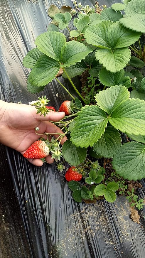 Sweet Red Strawberry Seeds 300pcs for Home Garden Planting