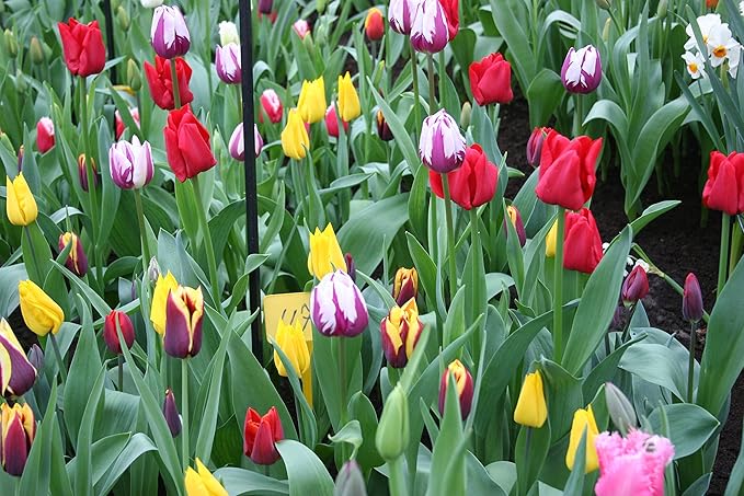 Mixed Triumph Tulips (25 Bulbs) - Assorted Colors of Tulip Bulbs by Willard & May