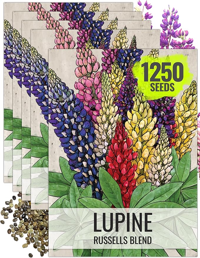 Seed Needs Lupine Seeds for Planting Russells Blend - Heirloom & Open Pollinated Multicolor Flowers to Attract Pollinators to a Butterfly Garden - Red, Purple, Blue, Yellow, White & More (5 Packs)