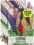 Seed Needs Lupine Seeds for Planting Russells Blend - Heirloom & Open Pollinated Multicolor Flowers to Attract Pollinators to a Butterfly Garden - Red, Purple, Blue, Yellow, White & More (5 Packs)