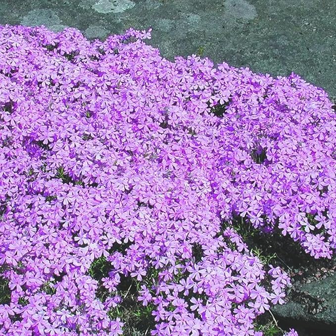 Mix Creeping Dwarf Phlox Seeds for Planting, 1000+pcs Perennial Creeping Phlox Flower Seeds Ground Cover Plants, Non-GMO Heirloom Beauty Dwarf Flowers for Home Garden Outdoors