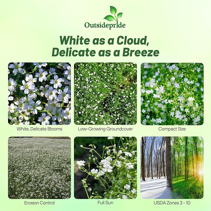 Outsidepride Gypsophila White Creeping Baby's Breath Seeds - 5000 Pcs. Perennial, Easy to Grow & Drought Tolerant Wild Flower Seeds for Planting Vibrant Bloom in Pollinator Garden & Floral Arrangement