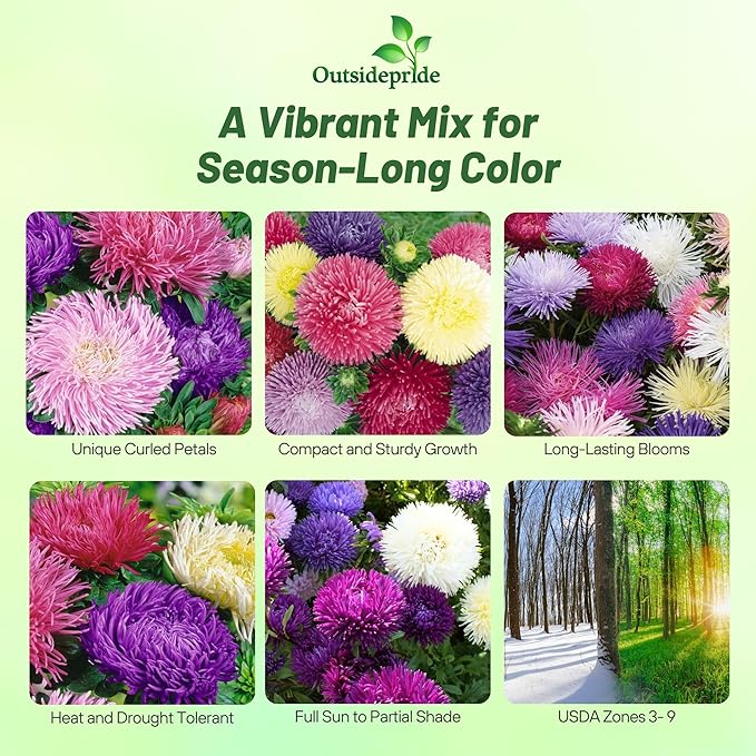 Outsidepride Gremlin Aster Seeds - 2000 Pcs. Annual, Hardy & Pollinator Friendly Flower Seeds for Planting Vibrant Mix Blooms and Oval-Shaped Leaves, Great for Meadows & Aesthetic Gardens