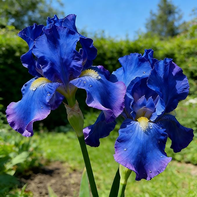 75+ Mixed Color Iris Flower Seeds - Non-GMO, Rare Varieties, Stunning Blooms for Outdoor Garden Planting