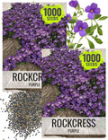 Seed Needs Purple Rockcress Seeds for Planting - Heirloom & Open Pollinated Perennial Flower Great for Rock Gardens, Groundcover, Attracts Pollinators (2 Packs)