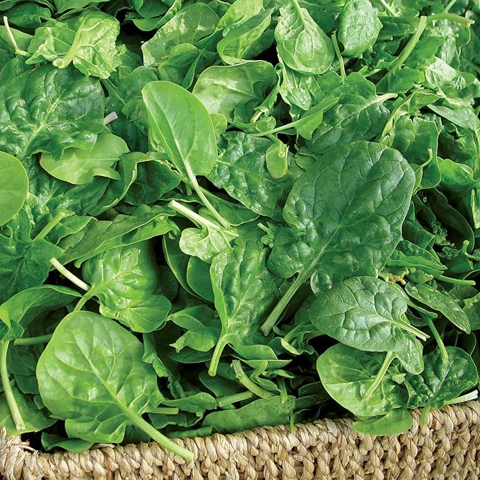 Burpee Double Choice Hybrid Spinach Seeds - Fast-Growing, Upright Greens