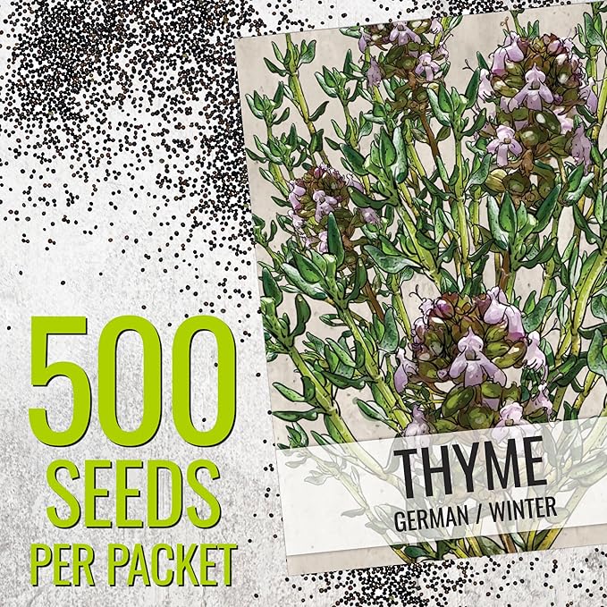 Seed Needs Thyme Seeds for Planting - Non-GMO Heirloom & Untreated Perennial Herb Seed to Plant a Culinary Kitchen Garden Indoors or Outdoors (5 Packs)