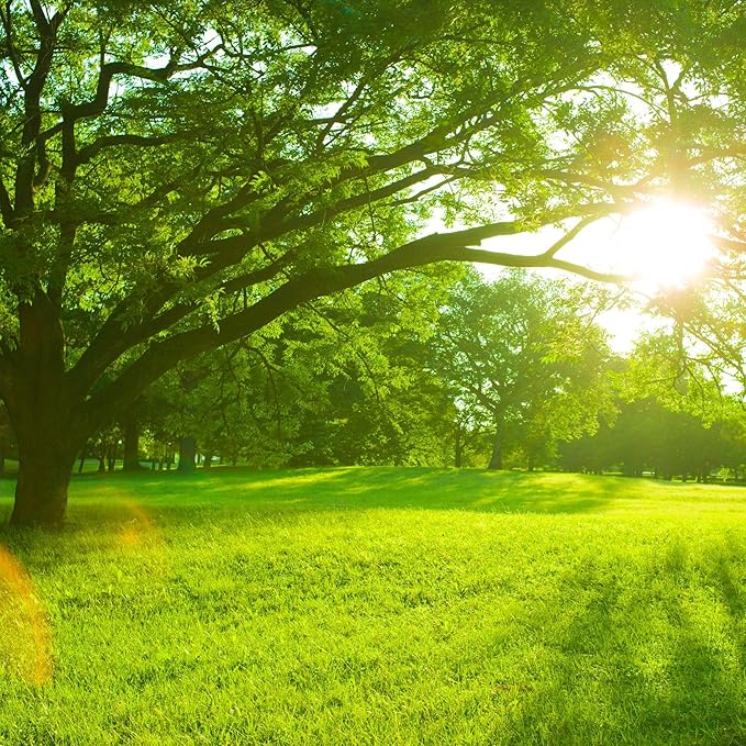 Shade Pro Grass Seed — Fine Fescue & Ryegrass Blend for Shaded Lawns — Thrives in Low-Light Areas — Dark Green, Dense Turf — 10 lb / 25 lb / 50 lb (10 lbs)