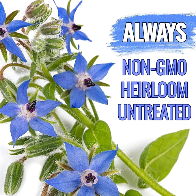 Seed Needs Borage Seeds for Planting Blue Star Flowers - Heirloom Non-GMO & Untreated - Plant a Home Grown Flowering Herb Garden Attract Bees, Butterflies & Other Pollinators (5 Packs)
