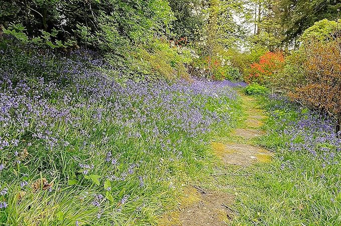 10 English Bluebell Bulbs - Hyacinthoides Non-scripta, Classic Woodland Spring Flowers, Ideal for Naturalizing and Shade Gardens