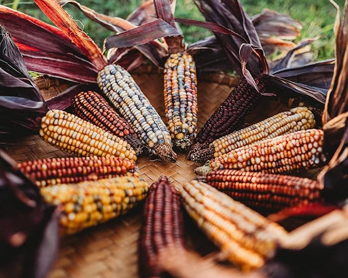 Seneca Red Stalker Ornamental Indian Corn - 50 Seeds - Rare, Colorful Heirloom/Open-Pollinated Variety, USA-grown, non-GMO Vegetable Seeds for Planting Outdoors in the Home Garden, Thresh Seed Company