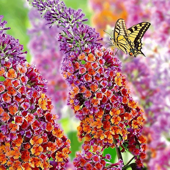 350+ Mix Butterfly Bush Seeds - Buddleia Davidii Flower Seeds Perennial, Drought-Tolerant & Low Maintenance Flower Seeds, Great for Pollinator Gardens