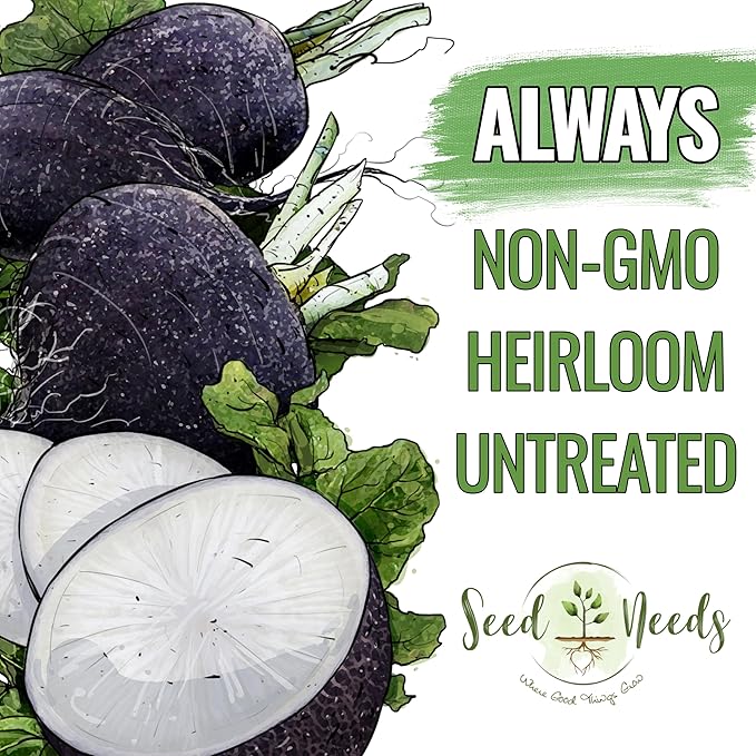 Seed Needs Radish Seeds for Planting Black Spanish Radishes - Non-GMO, Heirloom & Untreated - Grow a Home Grown Vegetable Garden - Cool Weather Crops (5 Packs)