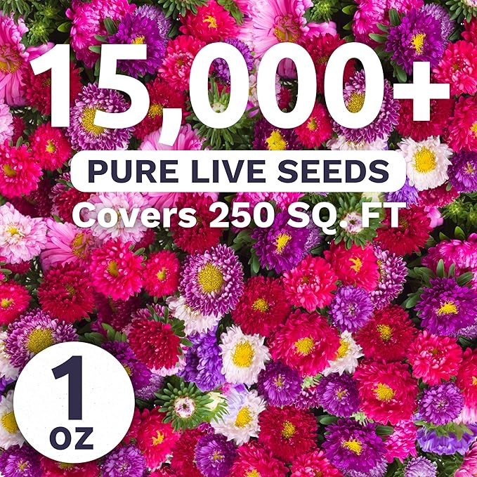 China Aster Seeds - Powder Puff Mix - Large 1 Ounce Packet - 15,000 Flower Seeds for Planting - Callistephus Chinensis