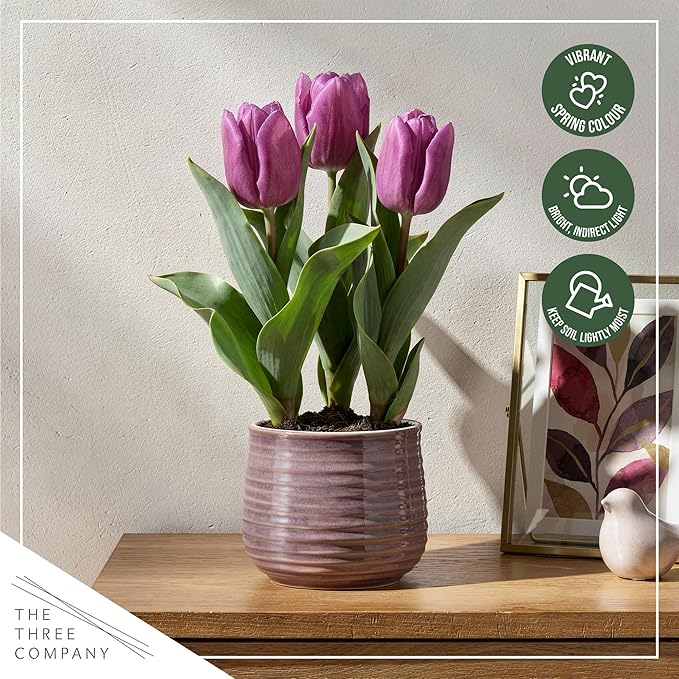 Live Flowering Tulip (4 Per Pack) - Purple, Beautiful Spring Bulbs, Ships Dormant in 1 Pint Pot, Blooms in 2-3 Weeks