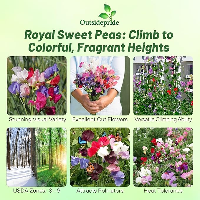 Outsidepride Royal Mix Sweet Pea Seeds - 250 Pcs Annual, Easy to Grow, Vine Seeds for Planting Fragrant, Long-Lasting Flowers with Free-Flowering Habit & Tall Size for Vertical Gardens