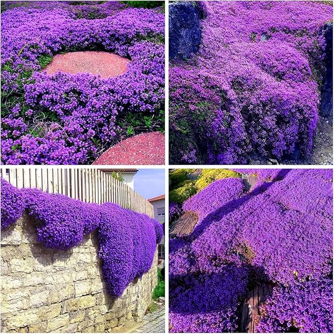 20000pcs Purple Creeping Thyme Seed for Planting Flowers Seeds Perennial Ground Cover Plants, Lawn Alternative, Fragrant, Drought-Tolerant