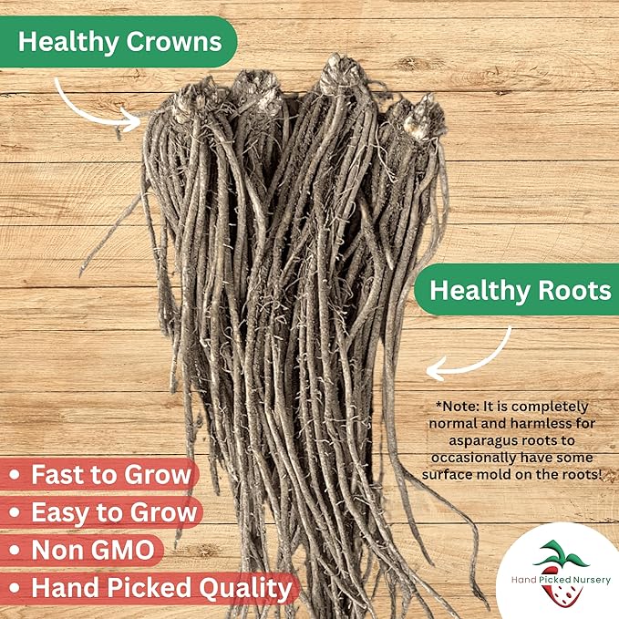Mary Washington Asparagus Roots - Heirloom, Bare Root 2yr Asparagus Crowns from Hand Picked Nursery (5)