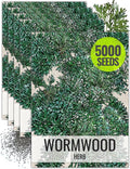 Seed Needs Wormwood Seeds for Planting - Non-GMO, Heirloom & Untreated Perennial Herb - Medicinal Herbs for Digestion & Gut Health (5 Packs)