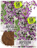 Seed Needs Royal Carpet Alyssum Seeds for Planting - Heirloom & Untreated - Tender Perennial Flowers to Attract Pollinators to Rock Gardens, Pots, Containers & Window Boxes (2 Packs)
