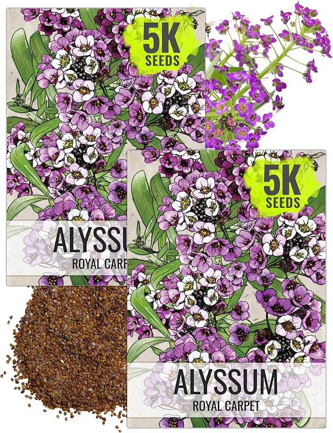 Seed Needs Royal Carpet Alyssum Seeds for Planting - Heirloom & Untreated - Tender Perennial Flowers to Attract Pollinators to Rock Gardens, Pots, Containers & Window Boxes (2 Packs)