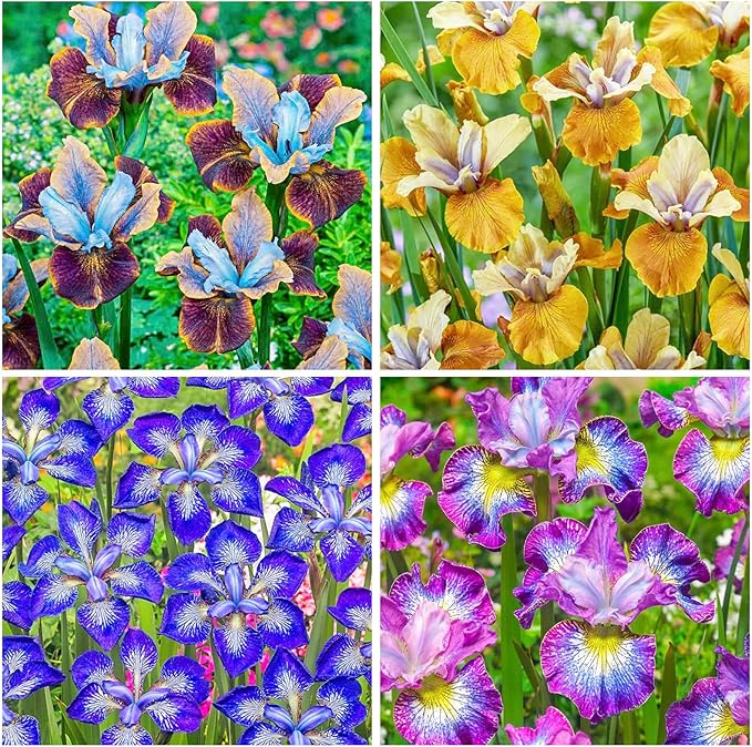 80+ Perennial Iris Seeds for Planting,Rare Variety Flower Seed-Non-GMO Heirloom Plant Seeds Garden Outdoor