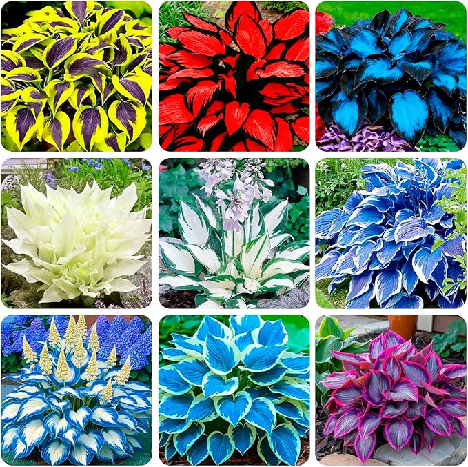 330+ USA Premium Seeds Perennial Hosta Flower Seed for Planting Outdoors-Elegant Blooms for Your Garden Garden Home