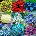 330+ USA Premium Seeds Perennial Hosta Flower Seed for Planting Outdoors-Elegant Blooms for Your Garden Garden Home