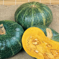 Burgess Buttercup Bush Winter Squash Seeds - 1 Oz ~175 Seeds - Non-GMO - Vegetable Garden - Cucurbita Maxima