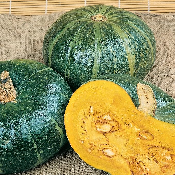 Burgess Buttercup Bush Winter Squash Seeds - 1 Oz ~175 Seeds - Non-GMO - Vegetable Garden - Cucurbita Maxima