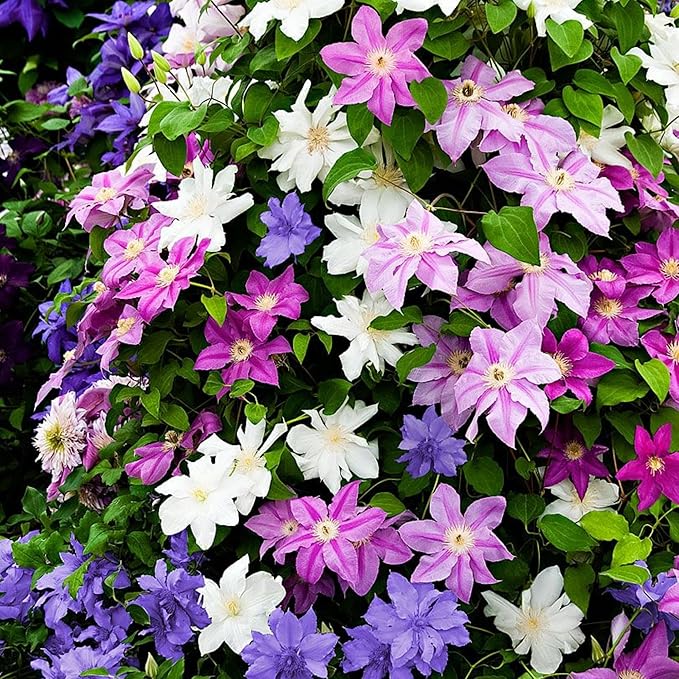 320+ Mixed Color Clematis Vine Plant Seeds, Clematis Seed for Planting Large Blooms Perennial Vine Clematis Flower Seeds, Easy to Growing