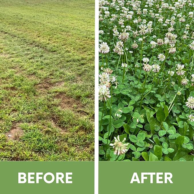 Flawn Seed Kits White Dutch Clover Seed, 1.1 Oz, Organic Coated, Natural Lawn, Ground Cover, Hunting Food Plot, Covers up to 250 Sqft
